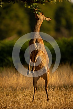 Female red deer browsing on hind legs