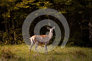 Female Red deer, cervus elaphus in the morning in the middle of meadow
