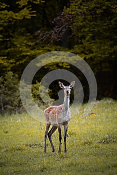 Female Red deer, cervus elaphus in the morning in the middle of meadow