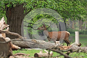Female red deer cervus elaphus in spring forest