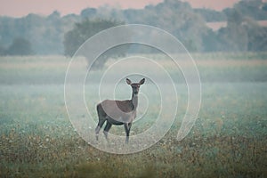 Female Red deer, cervus elaphus in the summer morning in the middle of meadow