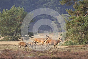 Female Red deer doe and fawn Cervus elaphus close up