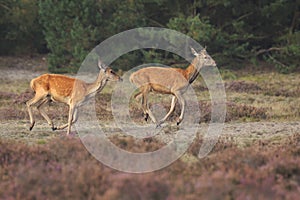 Female Red deer doe and fawn Cervus elaphus close up