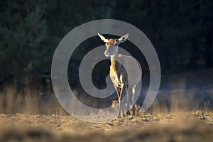 Female Red Deer doe or hind, Cervus elaphus