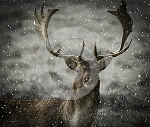 A female red deer - doe - in the snow on a winter morning in Scotland
