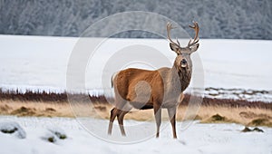 A female red deer in the snow on a winters morning