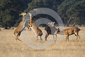 Female red deer fighting over an apple in the National Park De Hoge Veluwe