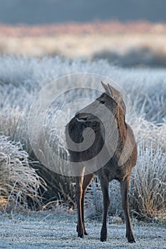 Female red deer on a frosty morning photo