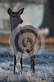 Female red deer on a frosty morning photo