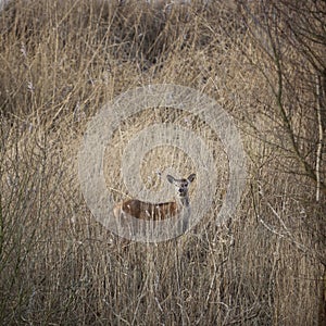 Female red deer hide in reed on winter day in dutch nature park oostvaarders plassen