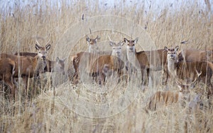 Female red deer hide in reed on winter day in dutch nature park oostvaarders plassen