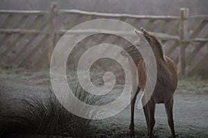 Female red deer on a misty wintery morning in Bushy Park photo