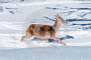 Female red deer running in deep snow