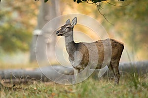 Female red deer standing in an old forest in Denmark. Beautiful light in the background photo