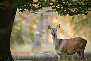 Female red deer standing under a tree, beautiful light in the background photo