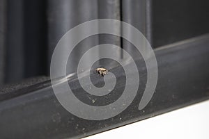 Female Red-Faced Jumping Spider