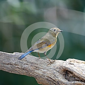 Female Red-flanked Bluetail photo