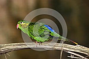 FEMALE RED-FLANKED LORIKEET charmosyna placentis ON A BRANCH