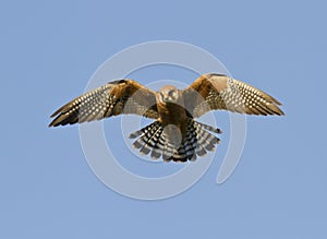 The female Red-footed falcon-2.