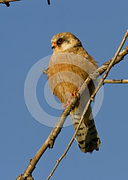 The female Red-footed falcon.