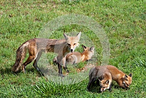 Female Red Fox with pups