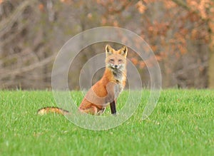 Female Red Fox or Vixen in nature photo