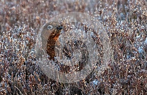 Female Red Grouse in Heather