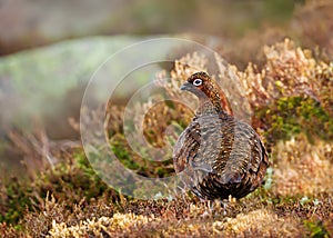 Female Red Grouse in the mountains of Scotland