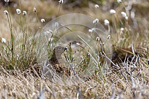 Female Red Grouse sitting on her nest