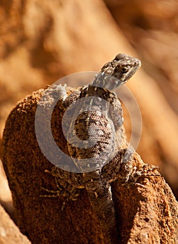 Female Red-headed Agama