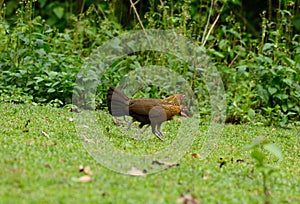 Female Red junglefowl (Gallus gallus)