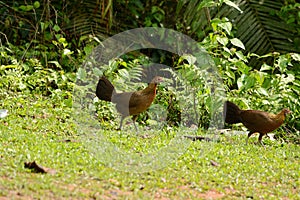 Female Red junglefowl (Gallus gallus)