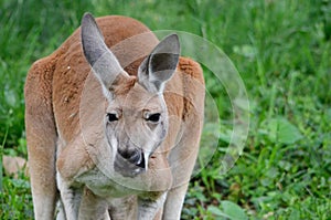 Female red kangaroo