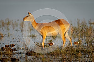 Female red lechwe stands staring in shallows