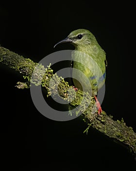 Female Red-legged Honeycreeper, Costa Rica