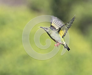 Female Red-legged honeycreeper in flight