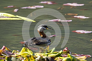 Female red-necked grebe swims in lake.