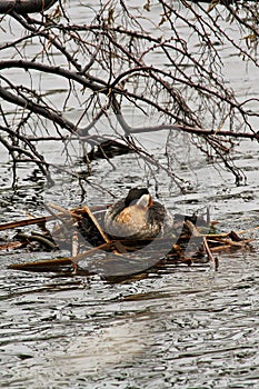 A female red necked grebe waiting patiently on her nest