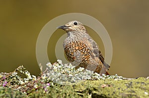 Female red rocker in the field