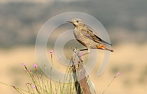 female red rocker in the mountain