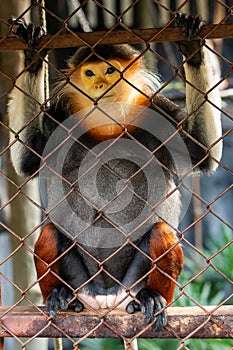 A female red-shanked douc langur is sitting in the cage