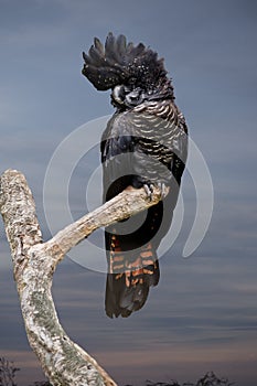 Female red tailed black cockatoo