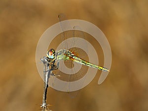 Red-veined Darter dragonfly - Sympetrum fonscolombii perching on a twig, Portugal. photo