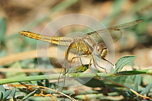 A female red-veined or nomad darter, Sympetrum fonscolombii on the ground photo