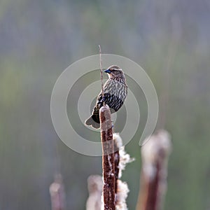 Female Red Wing Blackbird