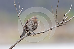 Female Red-wing Blackbird on a Branch