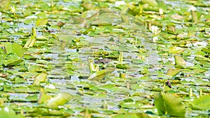 Female red-winged black in a sea of green lily pads in the Crex Meadows Wildlife Area in Northern Wisconsin