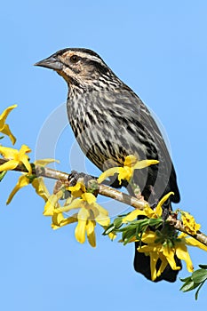 Female Red-winged Blackbird