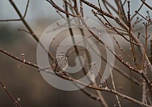 Female red-winged blackbird