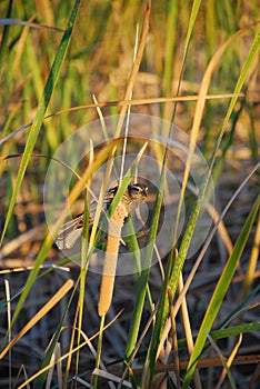 Female Red Winged Blackbird